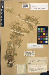 Eryngium macrocalyx Schrenk, Middle Asia, Pamir & Pamiro-Alai (M2) (Tajikistan)