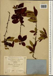Mespilus germanica L., Caucasus, Georgia (K4) (Georgia)