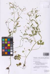 Ranunculus sceleratus L., Eastern Europe, Central forest-and-steppe region (E6) (Russia)