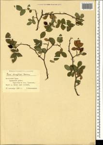 Rosa corymbifera var. deseglisei (Boreau) Emb. & Maire, Crimea (KRYM) (Russia)