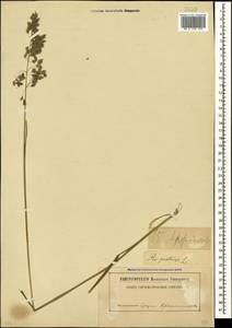 Poa pratensis L., Caucasus, Abkhazia (K4a) (Abkhazia)