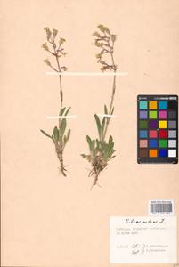 Silene nutans, Eastern Europe, Moscow region (E4a) (Russia)