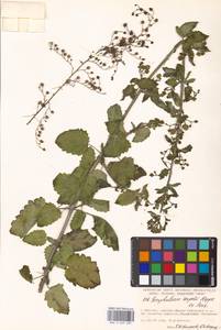 Scrophularia scopolii Hoppe, Eastern Europe, Moscow region (E4a) (Russia)