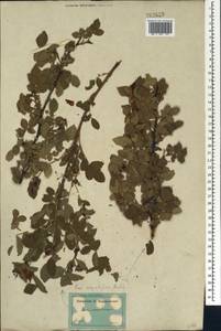 Rosa corymbifera Borkh., Caucasus, Stavropol Krai, Karachay-Cherkessia & Kabardino-Balkaria (K1b) (Russia)