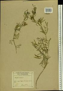 Astragalus arenarius L., Eastern Europe, Central region (E4) (Russia)