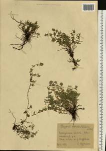 Thymus pannonicus All., Eastern Europe, South Ukrainian region (E12) (Ukraine)