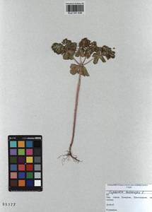 KUZ 001 636, Euphorbia helioscopia L., Siberia, Altai & Sayany Mountains (S2) (Russia)