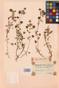 Trifolium aureum Pollich, Eastern Europe, North-Western region (E2) (Russia)