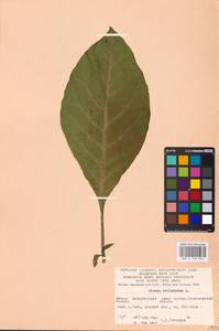 MHA 0 158 569, Atropa belladonna L., Eastern Europe, West Ukrainian region (E13) (Ukraine)