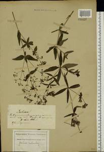 Galium rubioides L., Eastern Europe, South Ukrainian region (E12) (Ukraine)