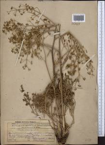 Ferula caspica M.Bieb., Middle Asia, Caspian Ustyurt & Northern Aralia (M8) (Kazakhstan)