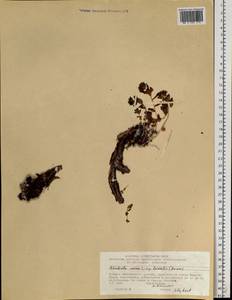 Rhodiola rosea L., Siberia, Central Siberia (S3) (Russia)