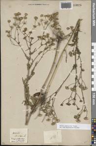 Jacobaea andrzejowskyi (Tzvelev) B.Nord., Eastern Europe, South Ukrainian region (E12) (Ukraine)