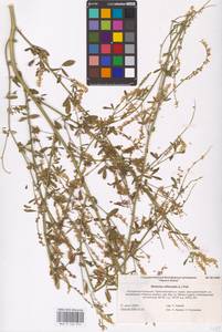 Melilotus officinalis (L.) Lam., Eastern Europe, Lower Volga region (E9) (Russia)