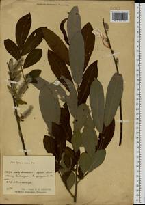 Salix caprea × cinerea, Eastern Europe, Central region (E4) (Russia)