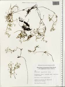 Ranunculus kauffmanii P. Clerc, Eastern Europe, Central forest region (E5) (Russia)