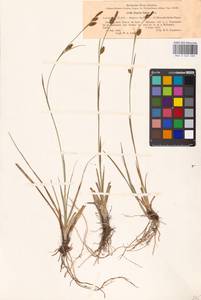 Carex hostiana DC., Eastern Europe, North-Western region (E2) (Russia)