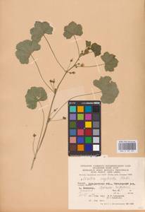 Malva neglecta Wallr., Eastern Europe, West Ukrainian region (E13) (Ukraine)