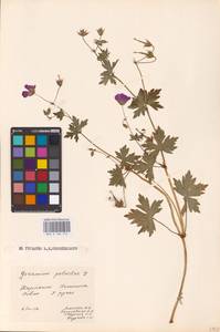 Geranium palustre L., Eastern Europe, West Ukrainian region (E13) (Ukraine)