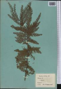 Taxodium distichum (L.) Rich., America (AMER) (Uzbekistan)