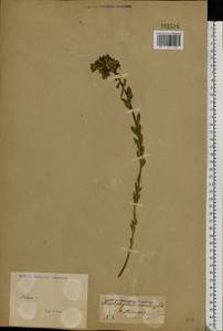 Haplophyllum suaveolens (DC.) G. Don, Eastern Europe, South Ukrainian region (E12) (Ukraine)