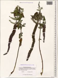 Teucrium hircanicum L., Caucasus, Azerbaijan (K6) (Azerbaijan)