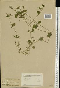 Stellaria media (L.) Vill., Eastern Europe, Central forest-and-steppe region (E6) (Russia)