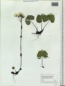 Petasites rubellus (J. F. Gmel.) J. Toman, Siberia, Baikal & Transbaikal region (S4) (Russia)