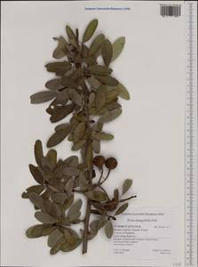 Pyrus elaeagrifolia Pall., Western Europe (EUR) (Greece)