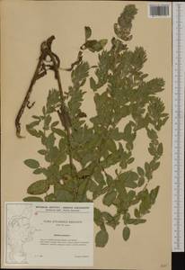 Ononis spinosa subsp. hircina (Jacq.)Gams, Western Europe (EUR) (Denmark)