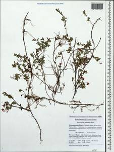 Vaccinium oxycoccos L., Eastern Europe, Northern region (E1) (Russia)