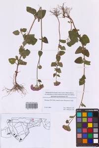 Ageratum houstonianum Mill., Eastern Europe, Moscow region (E4a) (Russia)