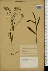 Crepis tectorum L., Eastern Europe, Latvia (E2b) (Latvia)