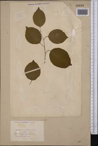 Prunus armeniaca L., Middle Asia, Syr-Darian deserts & Kyzylkum (M7) (Uzbekistan)