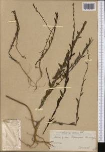 Linaria genistifolia subsp. euxina (Velen.) D. A. Sutton, Western Europe (EUR) (Bulgaria)