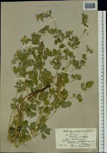 Medicago platycarpos (L.) Trautv., Siberia, Altai & Sayany Mountains (S2) (Russia)