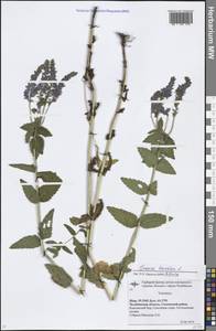 Veronica teucrium L., Eastern Europe, Eastern region (E10) (Russia)