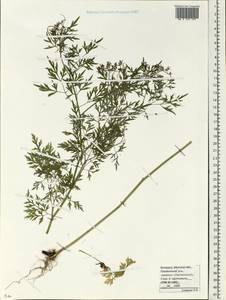 Apiaceae, Eastern Europe, Belarus (E3a) (Belarus)