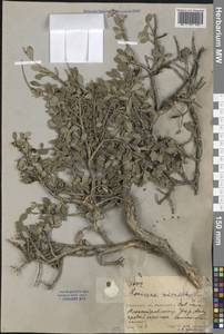 Lonicera microphylla Willd. ex Roem. & Schult., Middle Asia, Northern & Central Tian Shan (M4) (Kyrgyzstan)