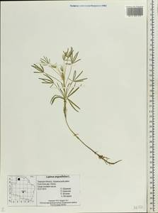 Lupinus angustifolius L., Eastern Europe, North-Western region (E2) (Russia)