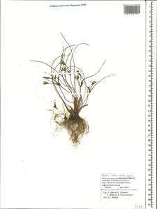 Gagea reticulata (Pall.) Schult. & Schult.f., Caucasus, Armenia (K5) (Armenia)