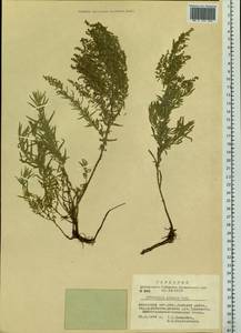 Artemisia glauca Pall. ex Willd., Siberia, Altai & Sayany Mountains (S2) (Russia)