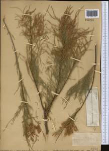 Tamarix ramosissima Ledeb., Middle Asia, Muyunkumy, Balkhash & Betpak-Dala (M9) (Kazakhstan)