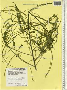 Sesbania bispinosa (Jacq.)W.Wight, South Asia, South Asia (Asia outside ex-Soviet states and Mongolia) (ASIA) (Thailand)