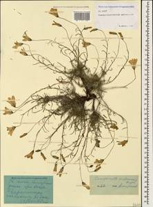Campanula bellidifolia subsp. bellidifolia, Caucasus, North Ossetia, Ingushetia & Chechnya (K1c) (Russia)