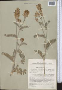 Astragalus ninae Pavlov, Middle Asia, Caspian Ustyurt & Northern Aralia (M8) (Kazakhstan)