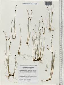 Juncus alpinoarticulatus subsp. rariflorus (Hartm.) Holub, Eastern Europe, Northern region (E1) (Russia)