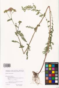 Achillea inundata Kondr., Eastern Europe, Central forest-and-steppe region (E6) (Russia)
