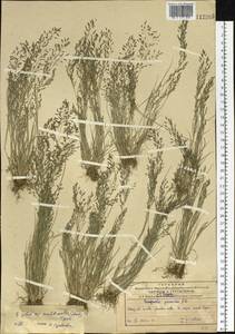 Eragrostis multicaulis Steud., Siberia, Russian Far East (S6) (Russia)