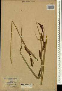 Carex riparia Curtis, Caucasus, Krasnodar Krai & Adygea (K1a) (Russia)